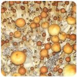 Псилоцибиновые (галлюциногенные)  грибы Psilocybin "Golden Teacher" в Алексеевке